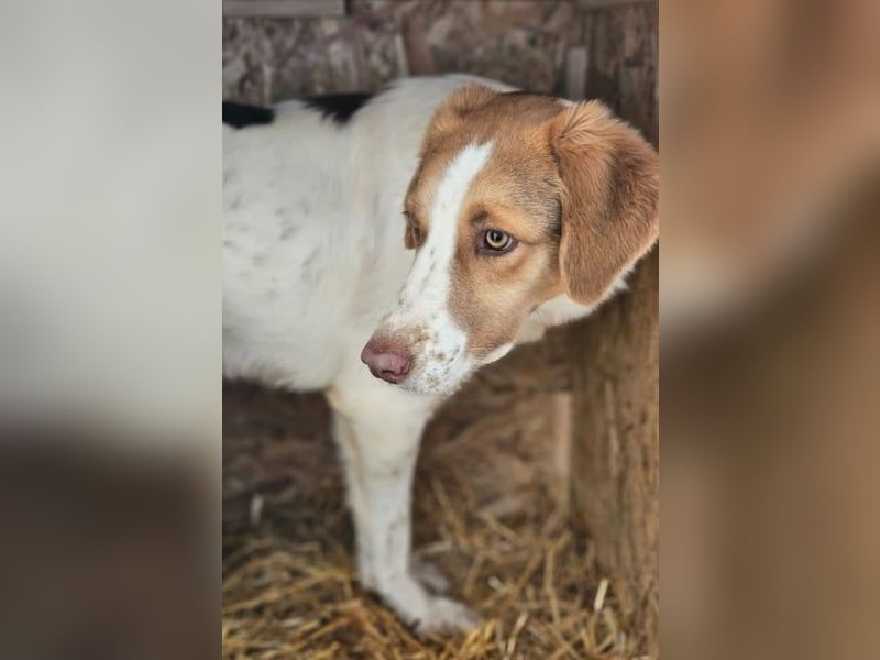 Loki – Bekommt er jetzt seine Chance? (51145 Köln)