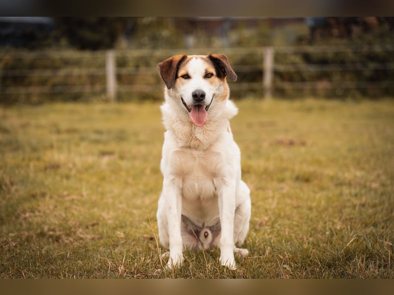 Sharky - Kinderfreund sucht Familie (47839 Krefeld)