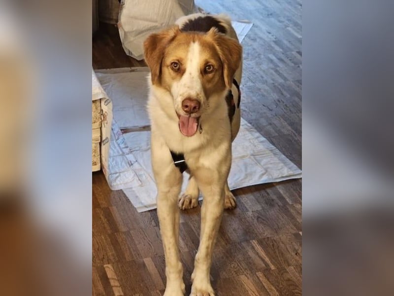Loki – Bekommt er jetzt seine Chance? (51145 Köln)