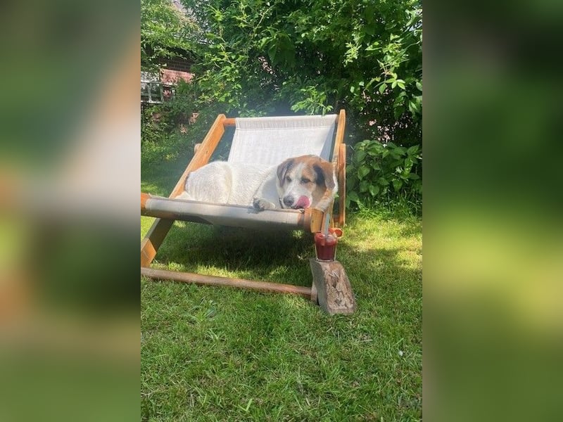 Sharky - Kinderfreund sucht Familie (47839 Krefeld)