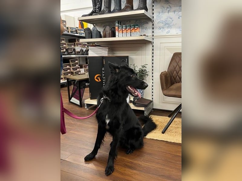 Bodhi möchte endlich ankommen (45257 Essen)