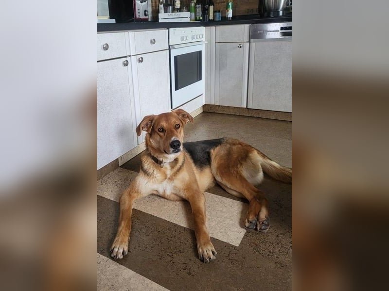 Lemmy - Kasperkopf sucht Menschen, die ihn verstehen (07806 Weira)