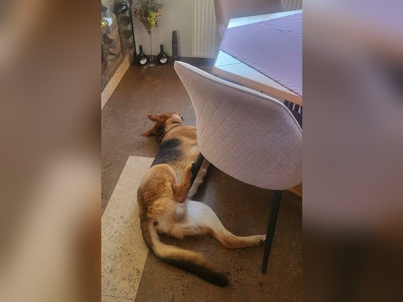 Lemmy - Verstehen Sie Hund? (07806 Weira)