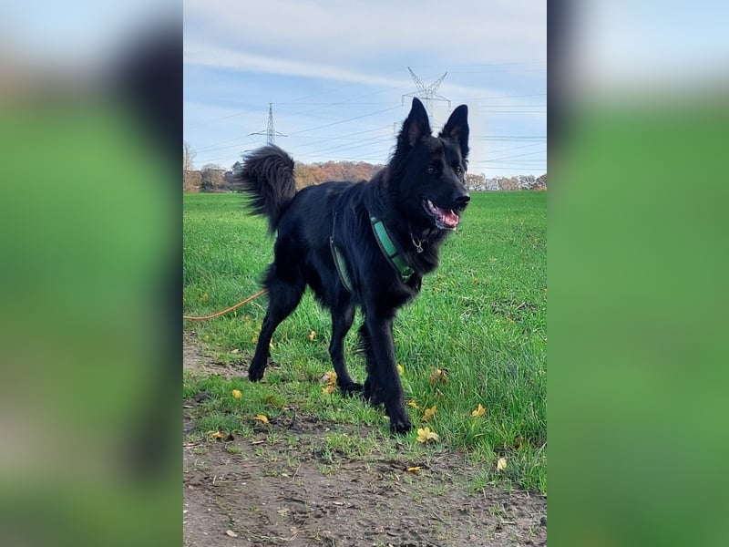 Bodhi möchte endlich ankommen (45257 Essen)