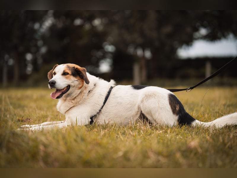 Sharky - Kinderfreund sucht Familie (47839 Krefeld)