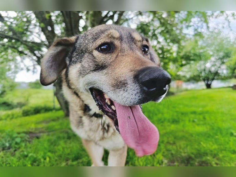 Charmanter Finn möchte die Welt erobern – hilfst du ihm dabei? (07806 Weira)