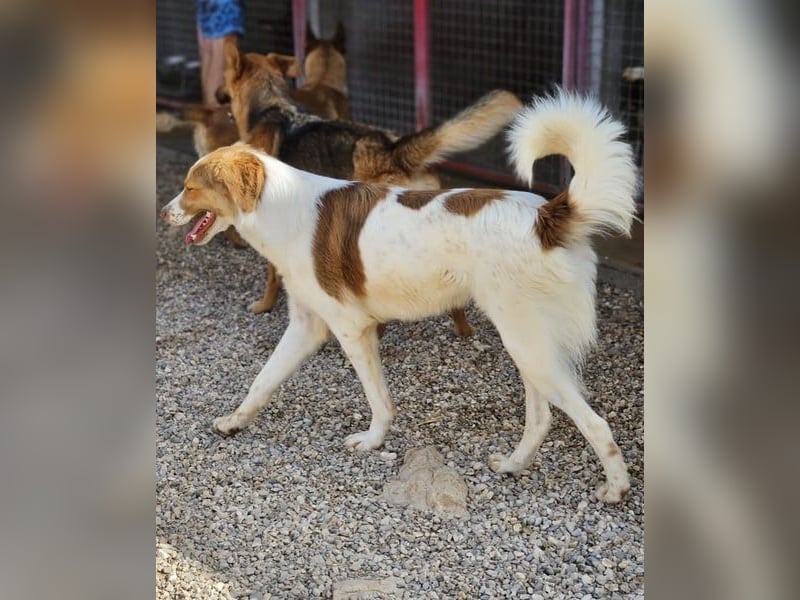 Loki – Bekommt er jetzt seine Chance? (51145 Köln)