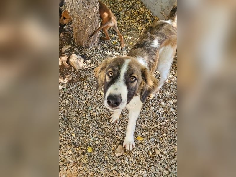 Bandon sucht sein großes Glück