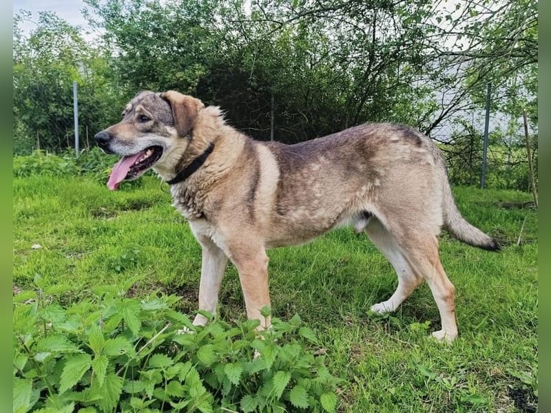 Charmanter Finn möchte die Welt erobern – hilfst du ihm dabei? (07806 Weira)