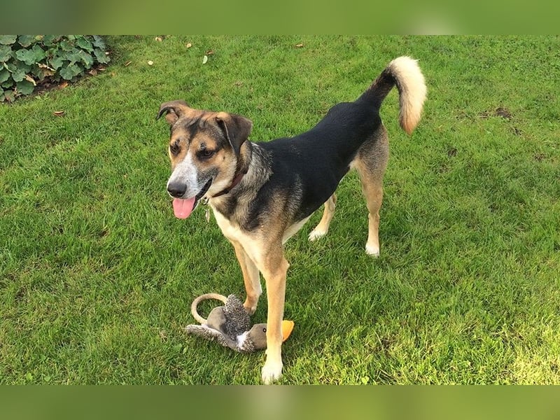 Rudi sehnt sich nach seiner eigenen Familie (84152 Mengkofen)