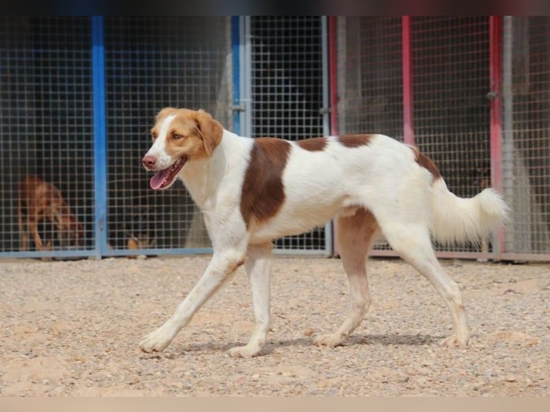 Loki – Bekommt er jetzt seine Chance? (51145 Köln)