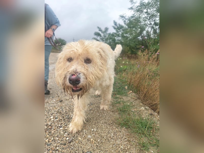 RUDOLFINE - XL-Kuschelbär mit Charakter