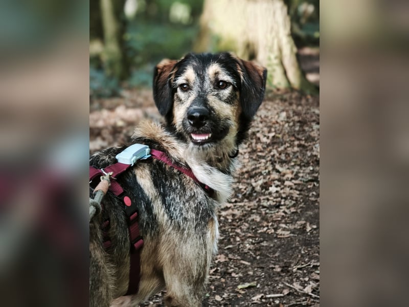 Gaia – kein Hund für große Abenteuer, sondern für kleine gemeinsame Schritte