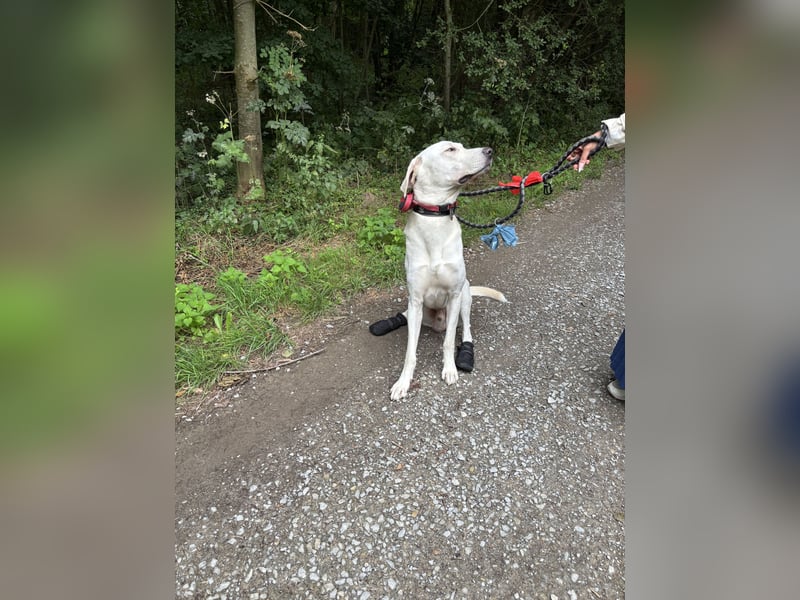 Hund abzugeben