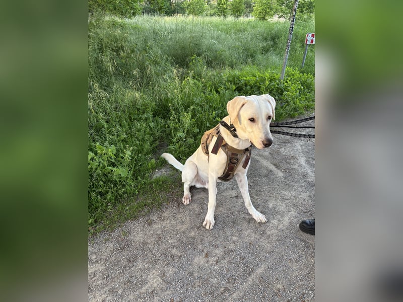 Hund abzugeben
