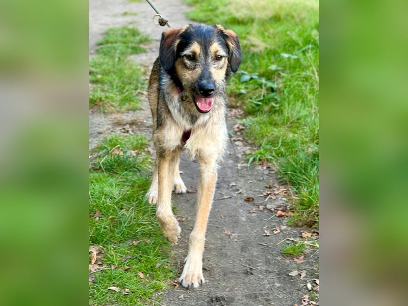 Gaia – kein Hund für große Abenteuer, sondern für kleine gemeinsame Schritte