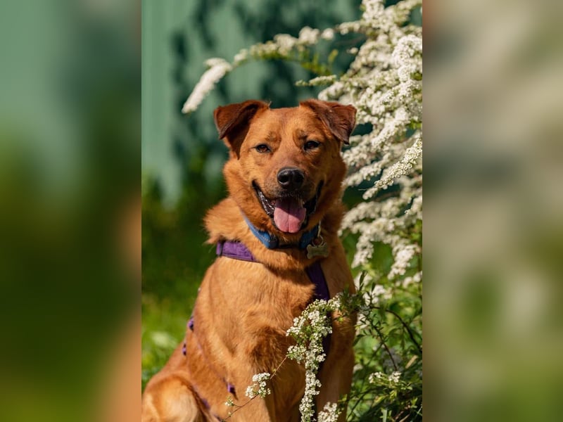 Wunderbarer Mandarin sucht sein Zuhause