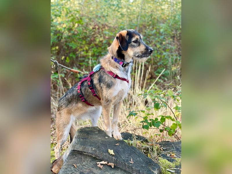 Gaia – kein Hund für große Abenteuer, sondern für kleine gemeinsame Schritte