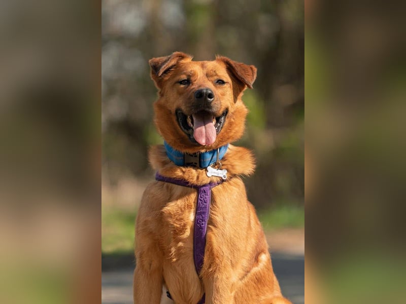 Wunderbarer Mandarin sucht sein Zuhause