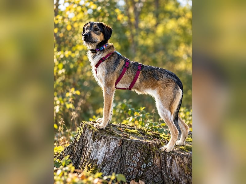 Gaia – kein Hund für große Abenteuer, sondern für kleine gemeinsame Schritte