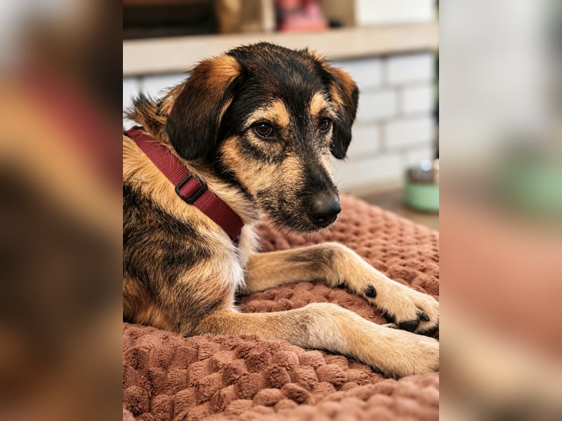 Gaia – kein Hund für große Abenteuer, sondern für kleine gemeinsame Schritte