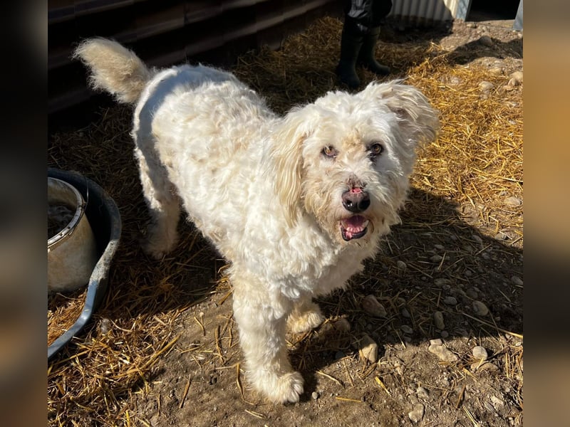 RUDOLFINE - XL-Kuschelbär mit Charakter