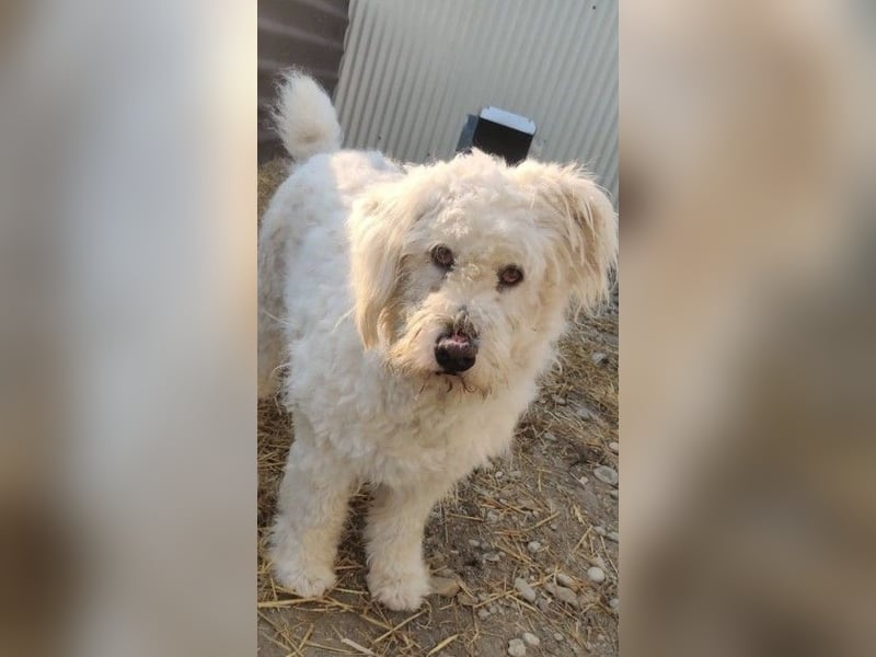 RUDOLFINE - XL-Kuschelbär mit Charakter