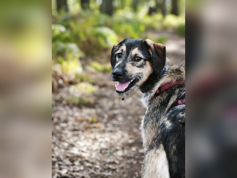 Gaia – kein Hund für große Abenteuer, sondern für kleine gemeinsame Schritte
