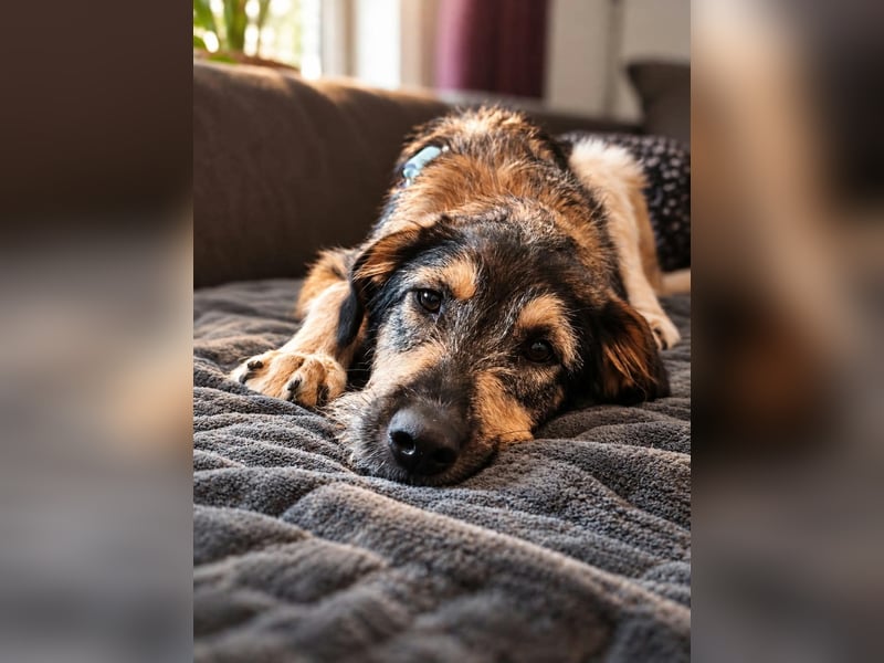 Gaia – kein Hund für große Abenteuer, sondern für kleine gemeinsame Schritte
