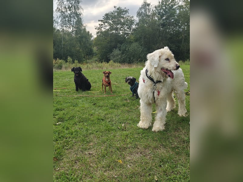 RUDOLFINE - XL-Kuschelbär mit Charakter