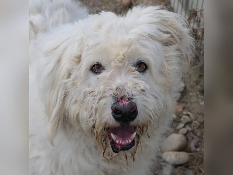 RUDOLFINE - XL-Kuschelbär mit Charakter