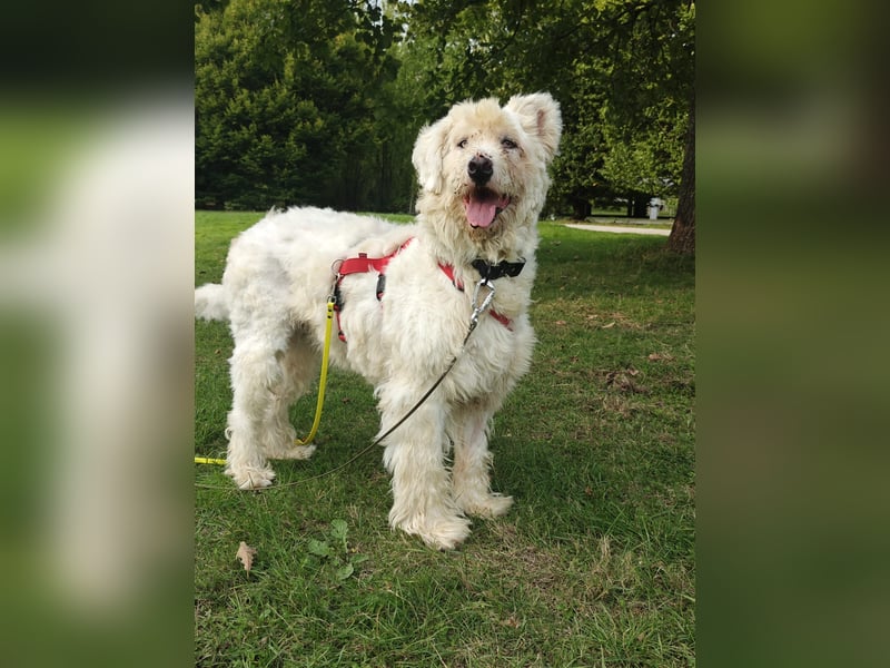 RUDOLFINE - XL-Kuschelbär mit Charakter