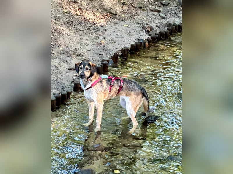 Gaia – kein Hund für große Abenteuer, sondern für kleine gemeinsame Schritte