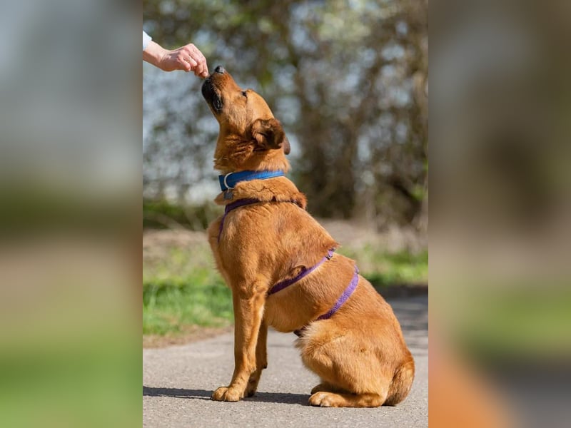 Wunderbarer Mandarin sucht sein Zuhause