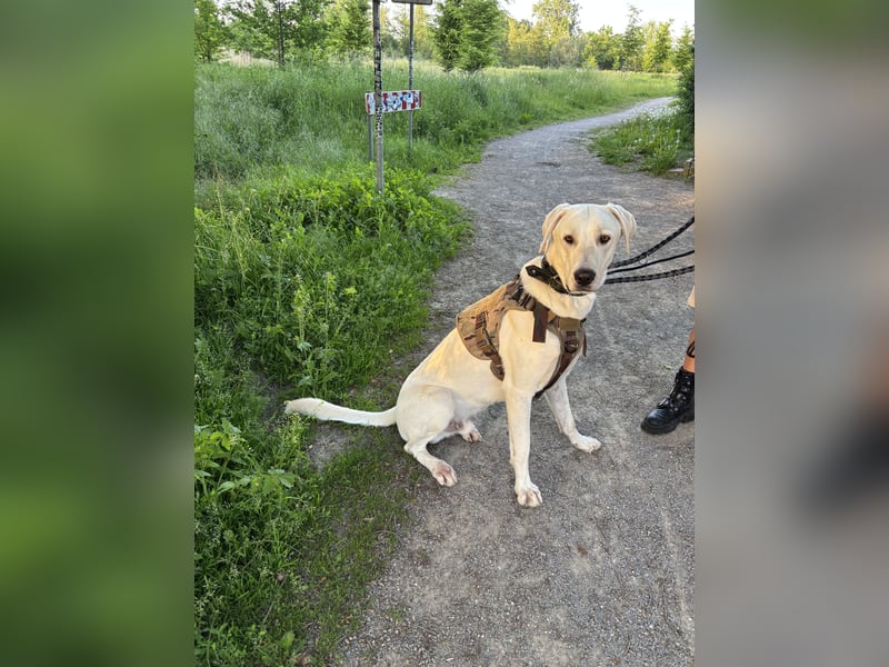 Hund abzugeben