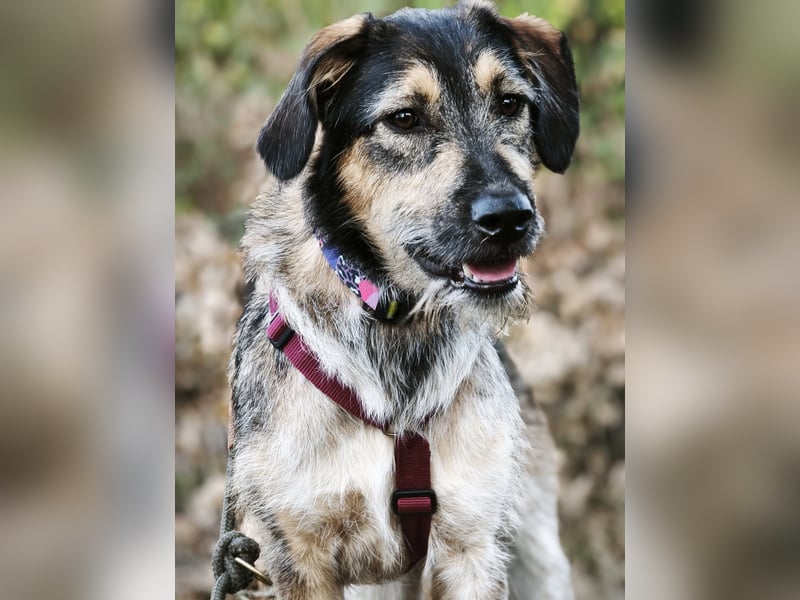 Gaia – kein Hund für große Abenteuer, sondern für kleine gemeinsame Schritte