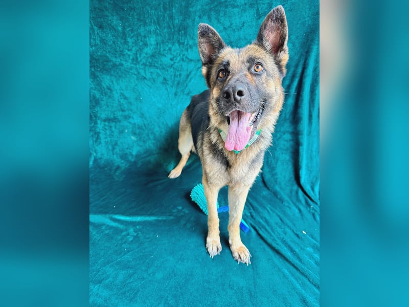 Aria - Bezaubernde Hundedame sucht liebevolles Zuhause!