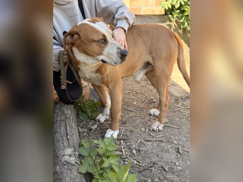 Latte - Großer Hundemann mit großem Herzen!