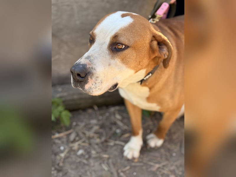 Latte - Großer Hundemann mit großem Herzen!