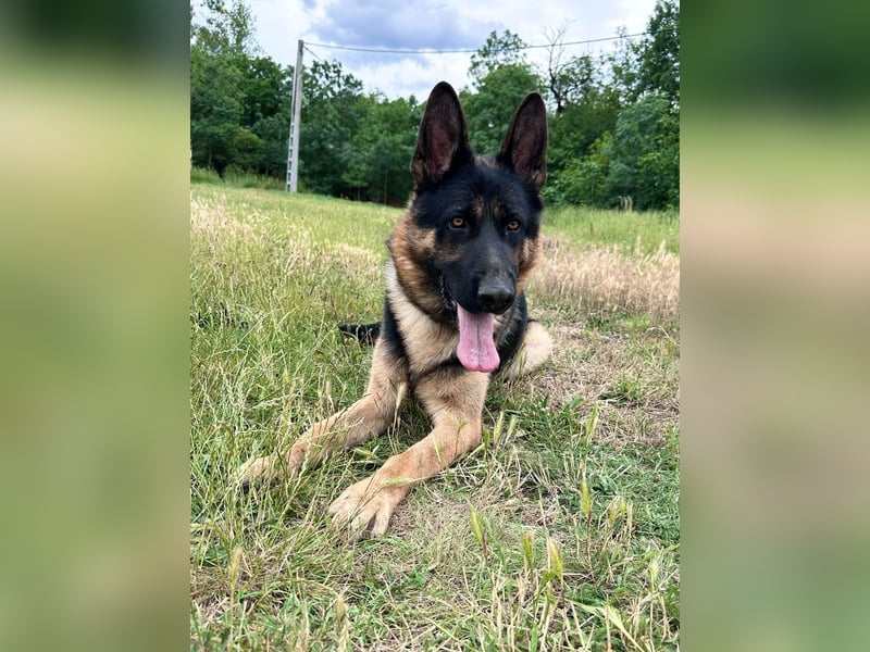 Dex - Lebensfroher Schäferhund sucht aktive Menschen