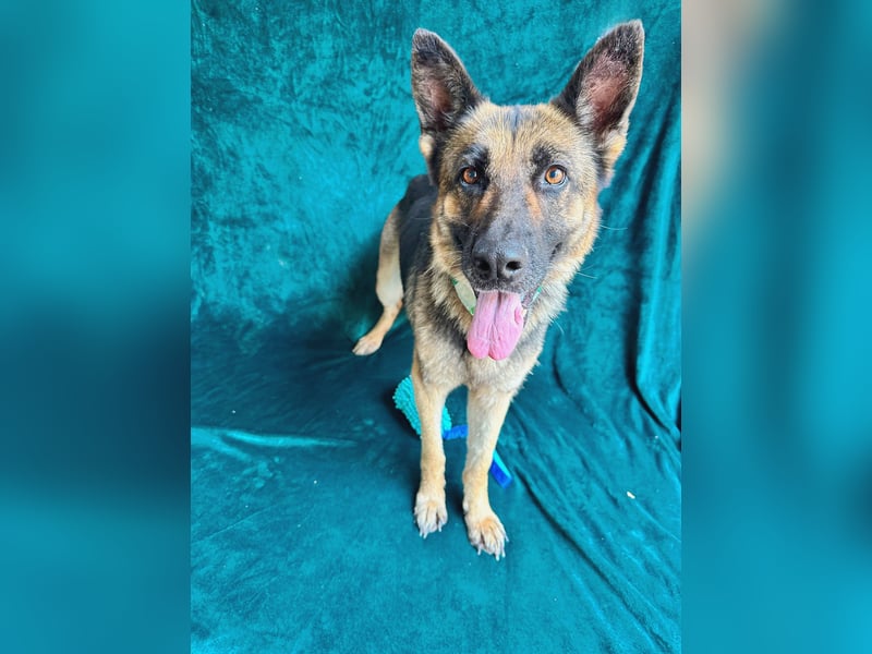 Aria - Bezaubernde Hundedame sucht liebevolles Zuhause!