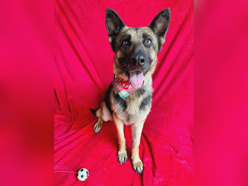 Aria - Bezaubernde Hundedame sucht liebevolles Zuhause!