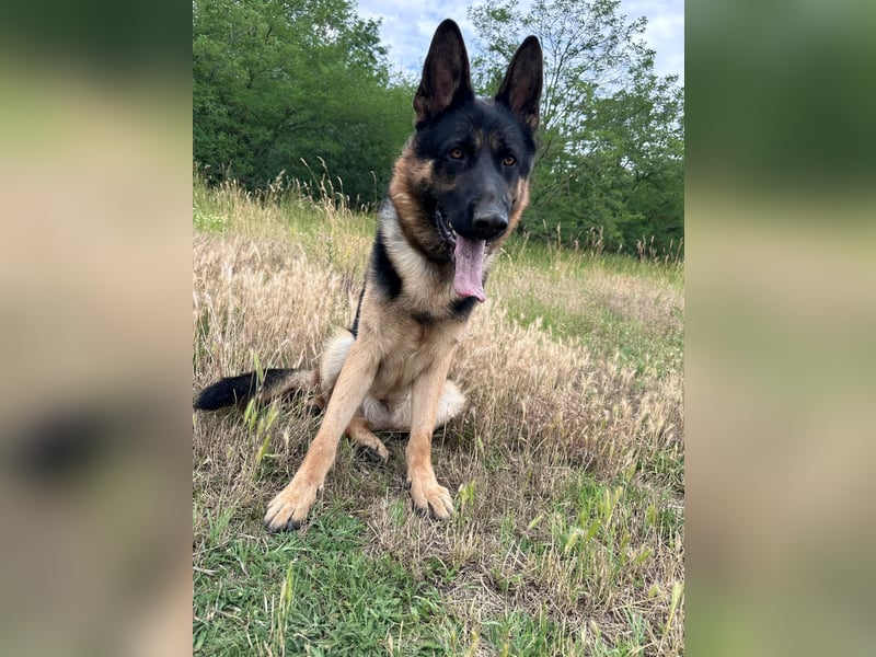 Dex - Lebensfroher Schäferhund sucht aktive Menschen