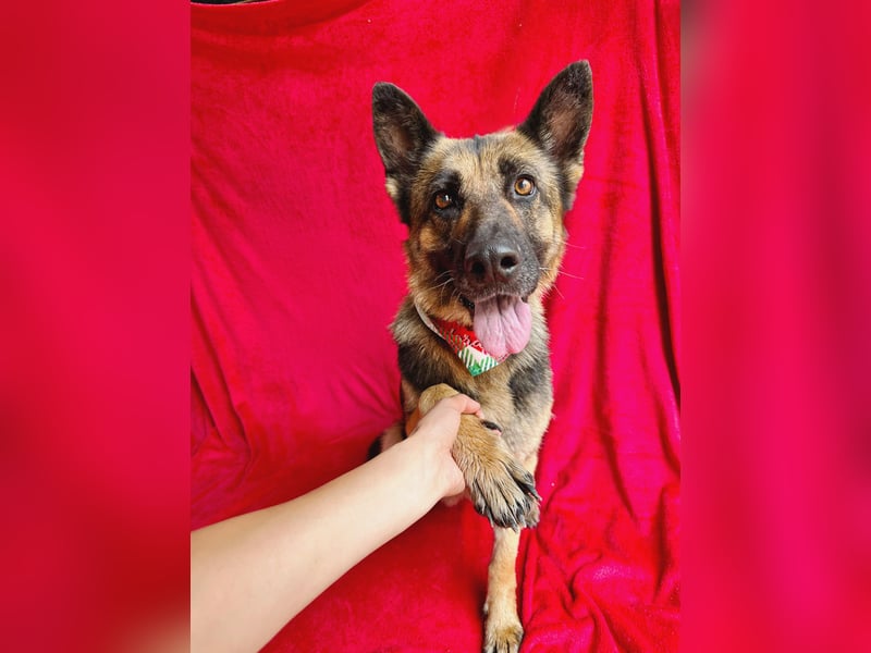 Aria - Bezaubernde Hundedame sucht liebevolles Zuhause!