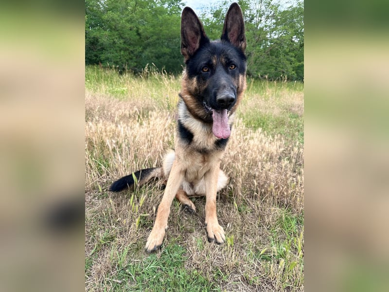 Dex - Lebensfroher Schäferhund sucht aktive Menschen
