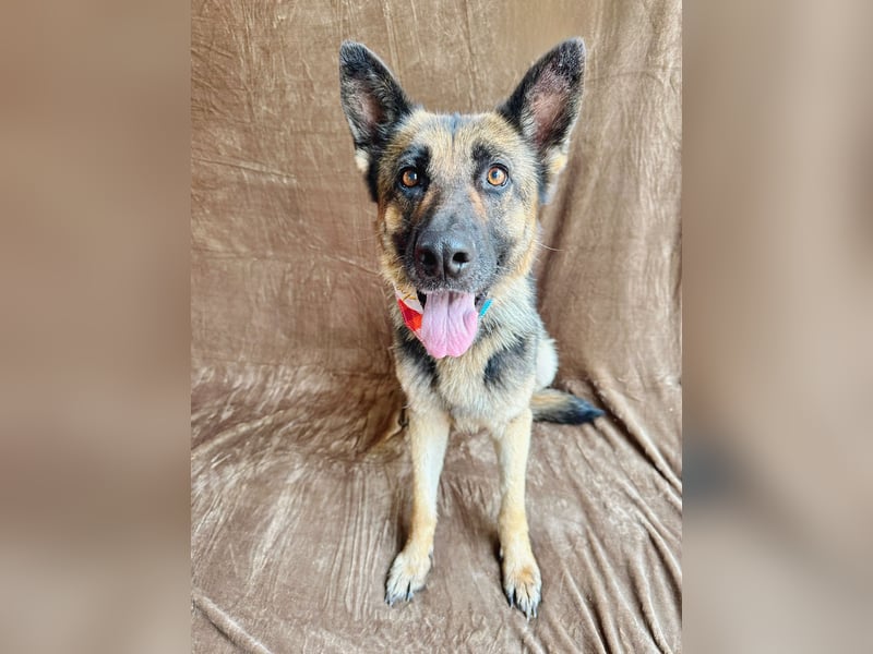 Aria - Bezaubernde Hundedame sucht liebevolles Zuhause!
