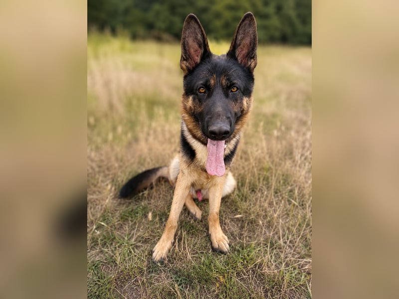 Dex - Lebensfroher Schäferhund sucht aktive Menschen