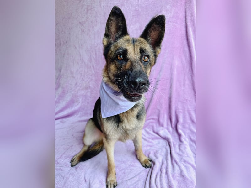 Aria - Bezaubernde Hundedame sucht liebevolles Zuhause!