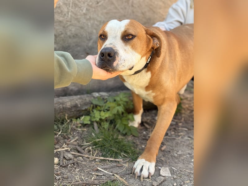Latte - Großer Hundemann mit großem Herzen!