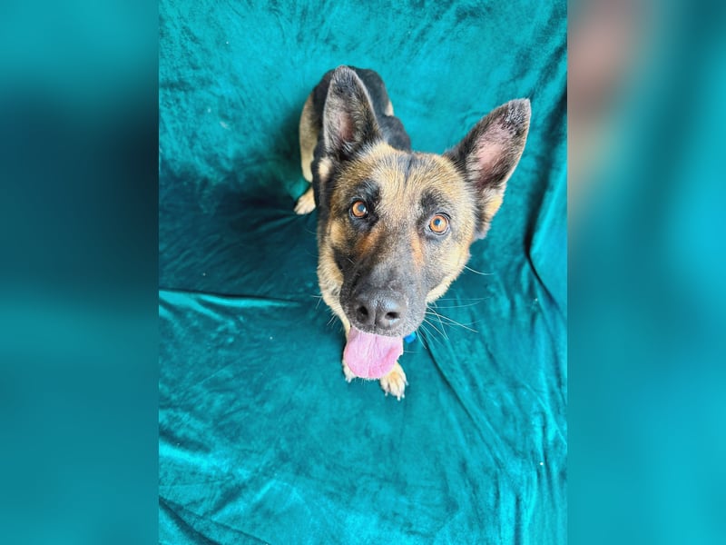 Aria - Bezaubernde Hundedame sucht liebevolles Zuhause!